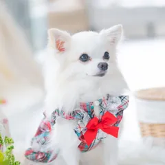 犬服 夏  犬の服 タータンチェックレースワンピース　レッド　SS-LLサイズ ペットウェア  CANNANA キャンナナ きゃんなな チェック