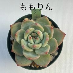 エケベリア ももりん ミックスベリア