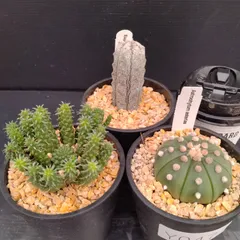 特選苗　スーパー兜 ヒトデタイプ　大疣（全幅10cm）自家繁殖苗　大株　美株 特選苗 スーパー兜 ヒトデタイプ 大疣（全幅10cm）自家繁殖苗 大