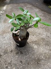 アデニウム　4号　観葉植物　塊根植物　インテリア　グリーン　コーデックス