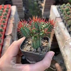 花サボテン【ロビビア】カキコ_M01_979 - メルカリ
