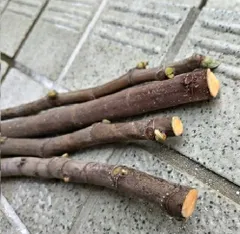 【てっちゃん家庭菜園 youtubeで栽培動画見れます】イチジク苗木作りキット 枝木3本～4本SET 甲州 伊勢の無花果 昔ながらの いちじくの苗木作り 果樹 外で放置OK 夏果＆秋果２期収穫可能な品種 ビーイング