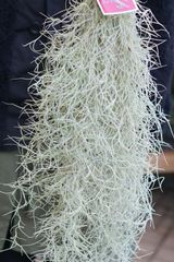 スパニッシュモス　（60cm　コロンビア産）　チランジア　エアプランツ　ウスネオイデス
