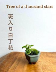 ミニ盆栽　斑入り白丁花　萬古焼グリーン系の鉢