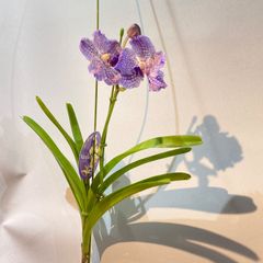 ☆☆X'mas セール洋蘭☆☆ V. Yano Blue '26' (MC) 有）フローラ・ヤノオーキッド：品種紹介 バンダブルー系