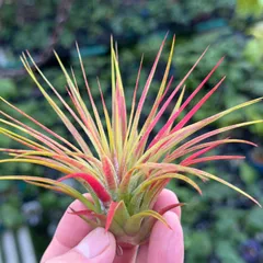 SYバンハイニンギー ハワイアンピーチ＋アルボ バンハイの綺麗どころ【ティランジア・バンハイニンギー