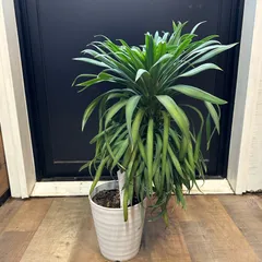 2025年最新】ユッカ デスメティアーナの人気アイテム - メルカリ