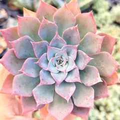 2025年最新】シャビアナ多肉の人気アイテム - メルカリ