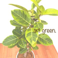 柱サボテン 10【現品】観葉植物 大型 3本立て - art green. - メルカリ