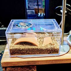 ダンゴムシ育成キット【デラックス】オリジナルフード、キーホルダー、バッチ付き