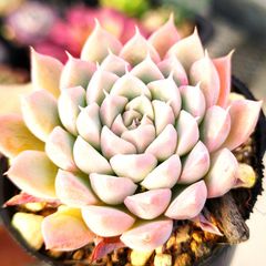 多肉植物  モーサン  抜き苗　良苗　エケベリア 楽天市場】モーサン エケベリア属 多肉植物 9cmポット観葉植物