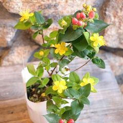 ヒペリカム ジュエリー ルビー 3〜3.5号ポット苗 【3株販売】 寄せ植え 花壇 鉢植え お洒落 おしゃれ 可愛い かわいい 常緑樹 実 夏の花 秋の花 花 苗 初心者