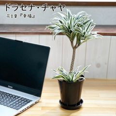 観葉植物 おしゃれ 室内 ドラセナ チャヤ 2本立 4号 黒プラスチック鉢 黒皿付 誕生日 贈り物 母の日 送料無料 黒3