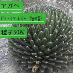 2025年最新】笹の雪の人気アイテム - メルカリ