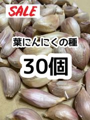 【希少】高知県産 種30個 葉にんにく 国産  バラにんにく 葉にんにくの種