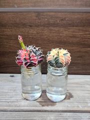 【水耕2種セット】⑥ ギムノカリキウム　ミハノビッチ　緋牡丹錦　現品発送 サボテン 水耕栽培 発根済み⑦