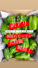 訳アリ　朝採れピーマン　100サイズぎっしり！