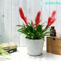 フリーセア　ラズベリーシャーベット激レア中株　紫品種 フリーセア ラズベリーシャーベット激レア中株 紫品種