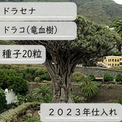 2024年最新】竜血樹の人気アイテム - メルカリ