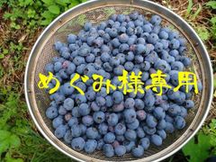 めぐみ様専用　ブルーベリーミックス5㎏＋α