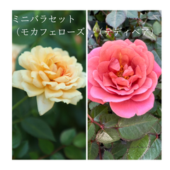 ミニバラ『モカフェローズ』『テディベア』セット　芳香性　四季咲き　ミニバラ苗　薔薇 バラ苗