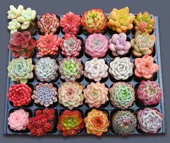 ★★めっちゃピンク❤️★パステル★抜き苗★子吹き中♪♪★多肉植物★★ 2204890797.jpg?1710373718