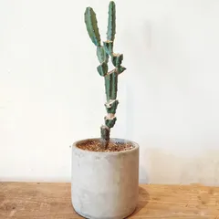 2025年最新】柱サボテンブランチの人気アイテム - メルカリ 