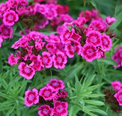 美女なでしこ　種50粒　花の種