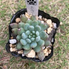 ルンデリー　抜き苗　多肉植物　モフ多肉　エケベリア