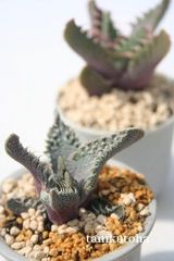 荒波 フォーカリア Mサイズ5.5cmポット Faucaria tuberculosa 'Aranami' 多肉植物 多肉永遠