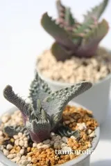 荒波 フォーカリア Faucaria tuberculosa 'Aranami' 多肉植物 多肉永遠 フォーカリア販売 多肉植物通販のサムネイル