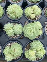 抜き苗 リカハク群 MY71×18株 ふっくら 多肉植物 エケベリア サボテン 韓国苗 新入荷