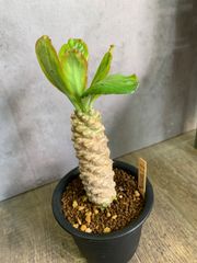 ユーフォルビア　ポイゾニー錦　多肉　多肉植物