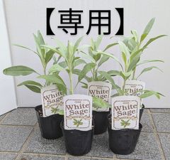 【専用】ホワイトセージ　４苗セット