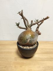 超美形】塊根植物 グラキリス 現地球 発根済み - メルカリ
