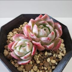 mimo succulent - メルカリShops