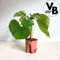 フィカス ウンベラータ ハイドロカルチャー 水耕栽培 ビリジアンブルック