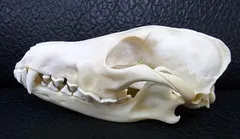 高品質！ネコの頭骨　３点セット　SKULLS UNLIMITED社 高品質！ネコの頭骨3点セットSKULLS UNLIMITED社