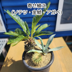 【鉢ごと発送】【寄せ植え】3種寄せ植え(アガベ・ソテツ・金鯱)2025.3.15