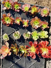 ❤️多肉植物❤️アエオニウム錦❤️ 魅金 のバラ❤️ 状態図 ❤️多肉植物❤️アエオニウム錦❤️ 魅金 のバラ❤️ 状態図
