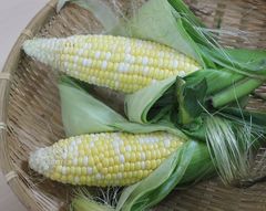 予約販売　とうもろこし 約２kg ８本前後　フレッシュ　12から発送　沖縄野菜