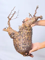 2025年最新】オペルクリカリア パキプス ベアルートの人気