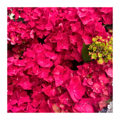アジサイ：ディープレッド（5号鉢）秋色紫陽花　ハイドランジア　アジサイ　 紫陽花　鉢花　母の日　ギフト　落葉樹