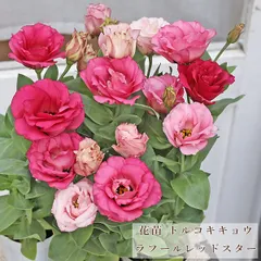 ㊱大きめ苗! 青鬼❣️そわそわ❣️もみじ飴❣️紅手鞠❣️6苗メルカリ便送料込 Hoshi 多肉植物 水曜日発送 - メルカリShops