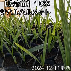 ☆40％オフセール中☆【抜き苗】サバル　パルメット　sabal palmetto 10本　2024年１２月１１日更新