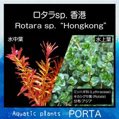 水草 ロタラ sp. 香港 水上葉 10本