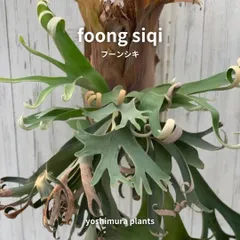 P.E-1 x P. Foongsiqi mix sporing ビカクシダ P.E-1 x P. Foongsiqi mix sporing ビカクシダ - メルカリ