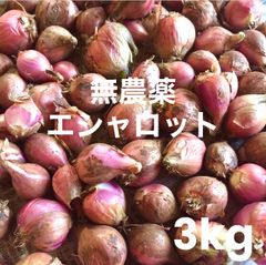 赤エシャロット　無農薬栽培　３キロ