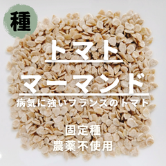 【種】中玉トマト　マーマンド　農薬不使用　15粒