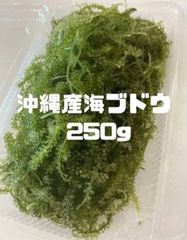 ミネラル豊富、低カロリー　沖縄産　海ぶどう　250g